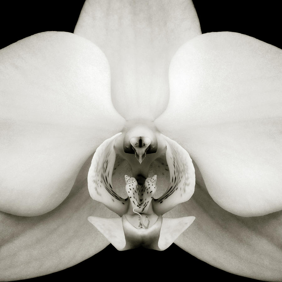 Orchid Photograph - Orchid by Dave Bowman