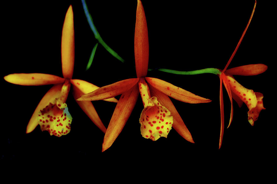 Orchid Photograph by Debra Kewley