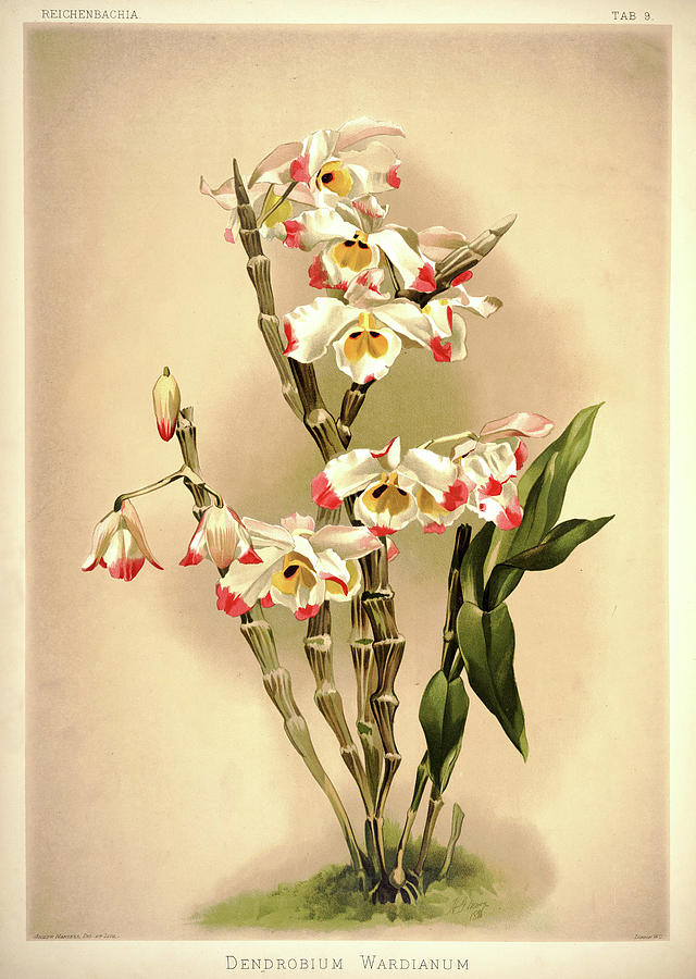 Sander Painting - Orchid, Dendrobium Wardianum by Henry Frederick Conrad Sander Sander Painting - Orchid, Dendrobium Wardianum by Henry Frederick Conrad Sander