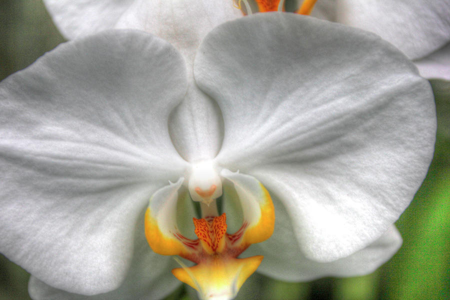 Orchid Photograph - Orchid Detail by Robert Goldwitz