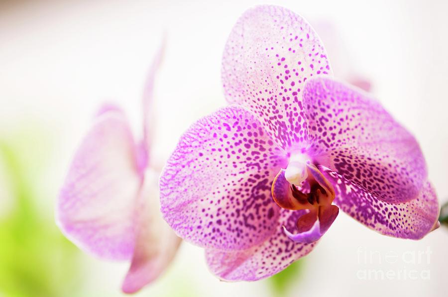 Orchid (doritaenopsis I-hsin Spot Leopard coral) Photograph by Science Photo Library Orchid (doritaenopsis I-hsin Spot Leopard coral) Photograph by Science Photo Library