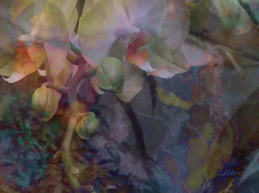 Orchid Dream Digital Art by Richard Laeton