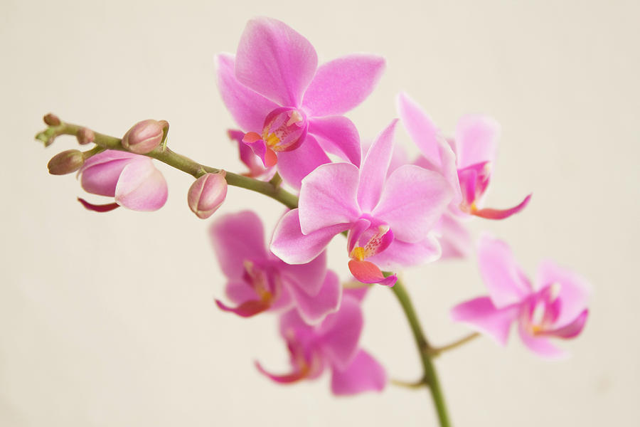 Orchid Photograph by Ejla