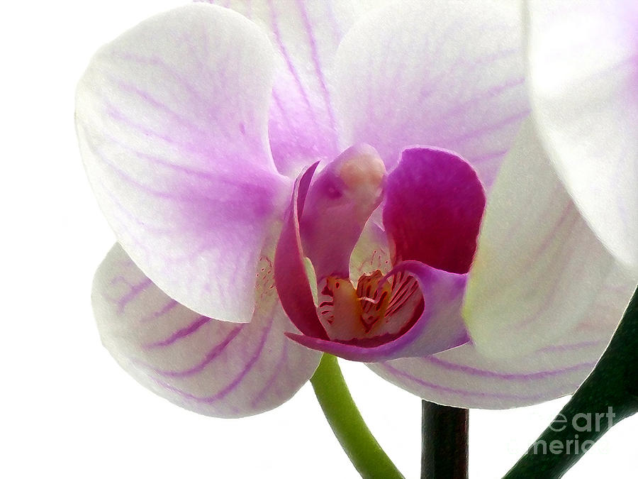 Orchid Elegance and Beauty Photograph by Amy Dundon