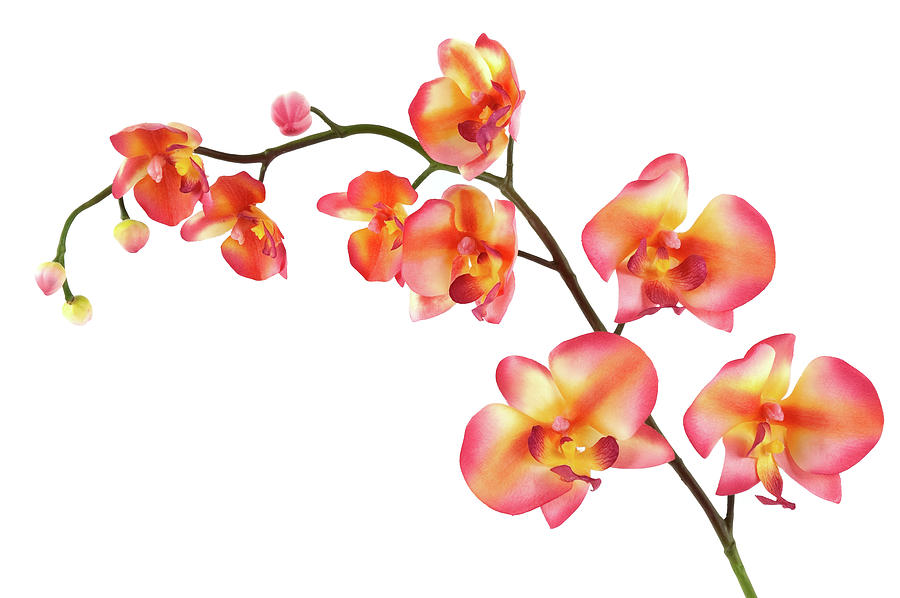 Orchid Photograph by Elixirpix