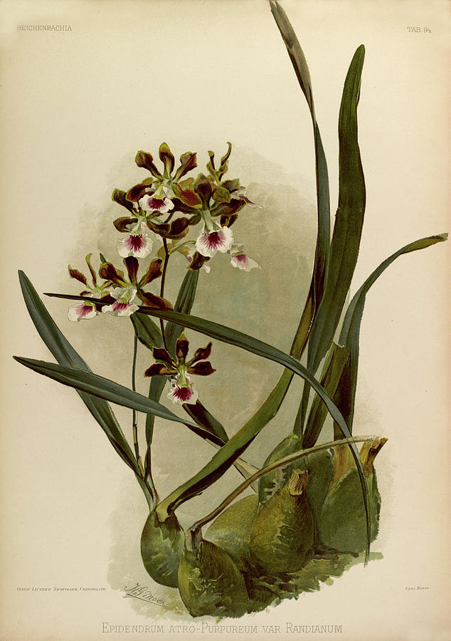 Sander Painting - Orchid, Epidendrum Atro, Purpureum Var Randianum by Henry Frederick Conrad Sander Sander Painting - Orchid, Epidendrum Atro, Purpureum Var Randianum by Henry Frederick Conrad Sander