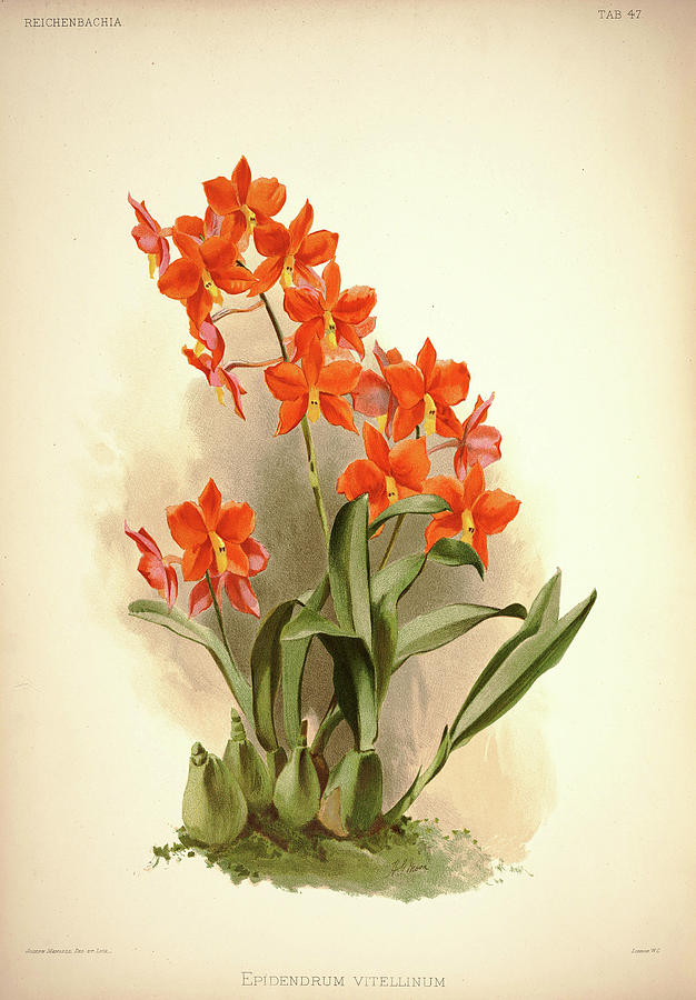 Orchid Painting - Orchid, Epidendrum Vitellinum by Henry Frederick Conrad Sander