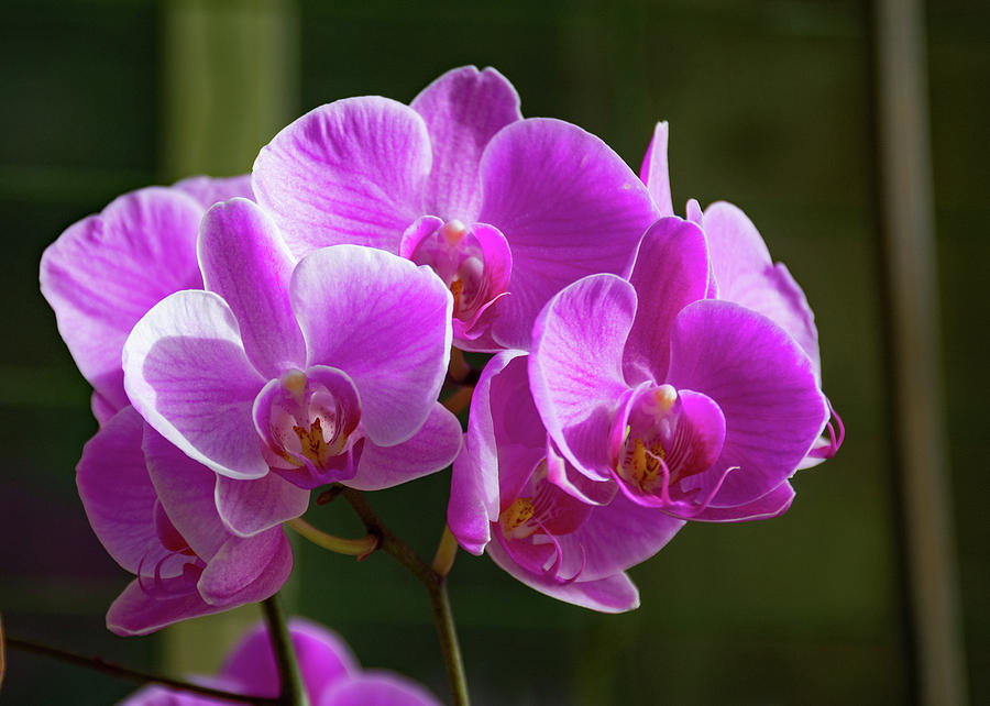 Orchid Explosion Photograph by Margaret Zabor