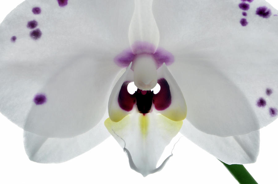 Orchid Eyes. Photograph by Terence Davis