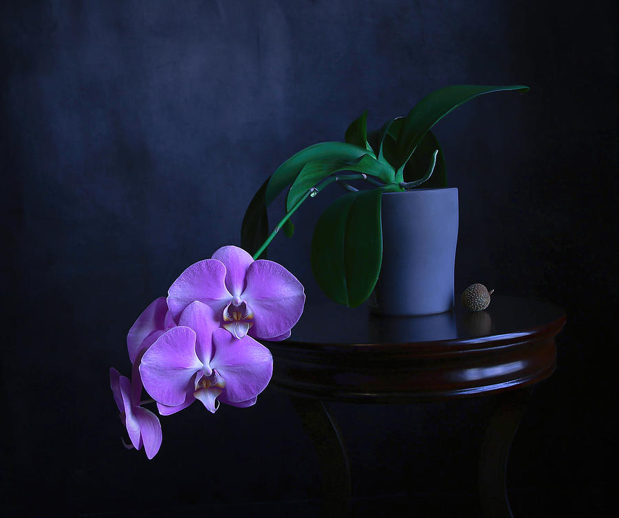 Orchid Photograph - Orchid by Fangping Zhou