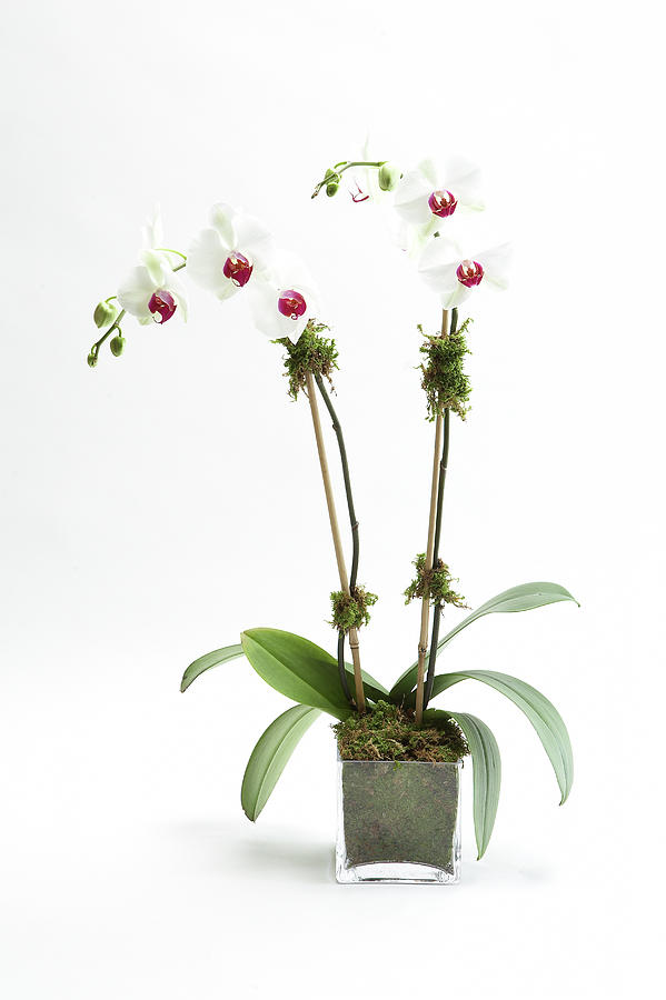 Orchid Flower Arrangement Photograph by Ben Bloom