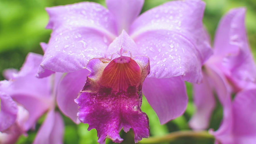 Orchid Flower Close up A by Jacek Wojnarowski Orchid Flower Close up A by Jacek Wojnarowski