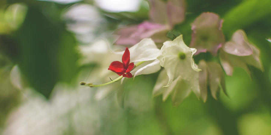 Orchid Flower Close up D by Jacek Wojnarowski Orchid Flower Close up D by Jacek Wojnarowski