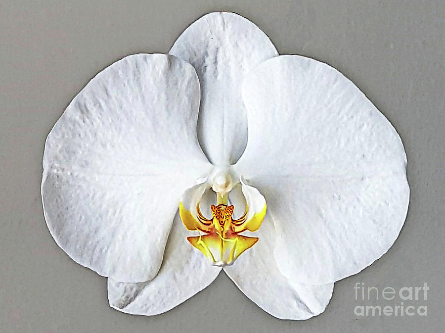 Orchid Mixed Media - Orchid Flower Close Up by Daniel Janda