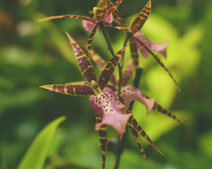 Orchid Flower Close up E by Jacek Wojnarowski Orchid Flower Close up E by Jacek Wojnarowski