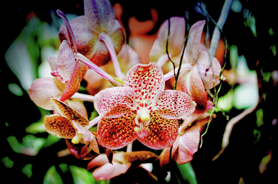 Orchid  Flower Garden Photograph by Joseph Hollingsworth
