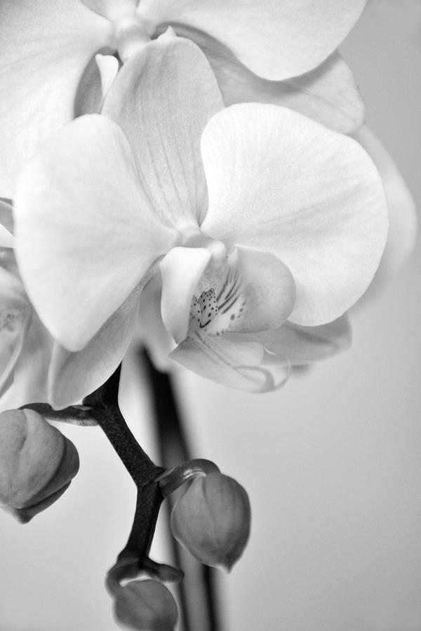 Orchid Flower in Black and White Photograph by Angie Tirado