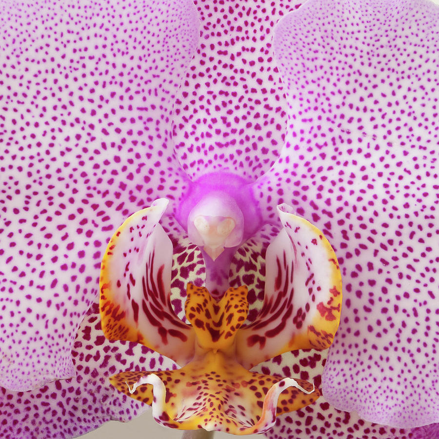 Orchid Flower Photograph by Maurice Ford