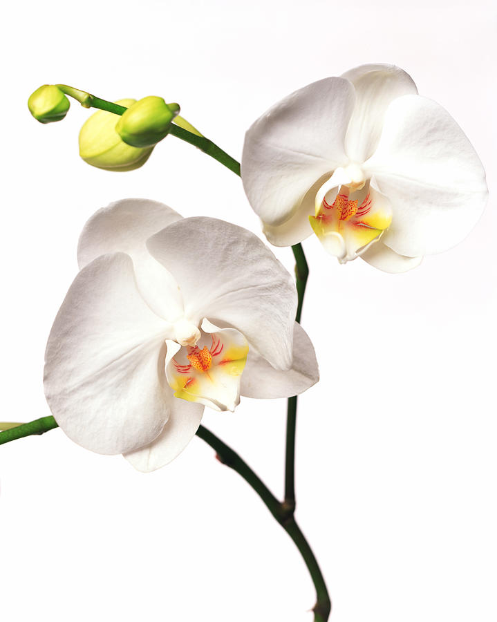 Orchid Flowers Photograph by Brian Hagiwara