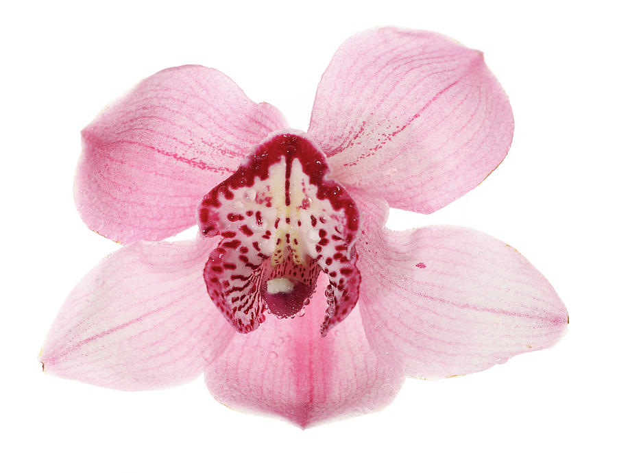 Orchid Photograph by Frytka