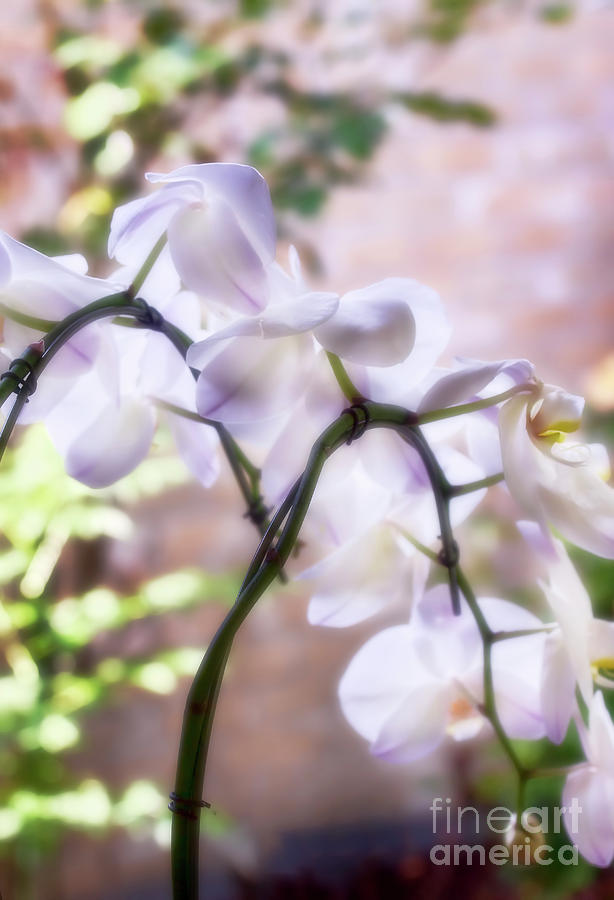 Orchid Garden Photograph by Joan Bertucci