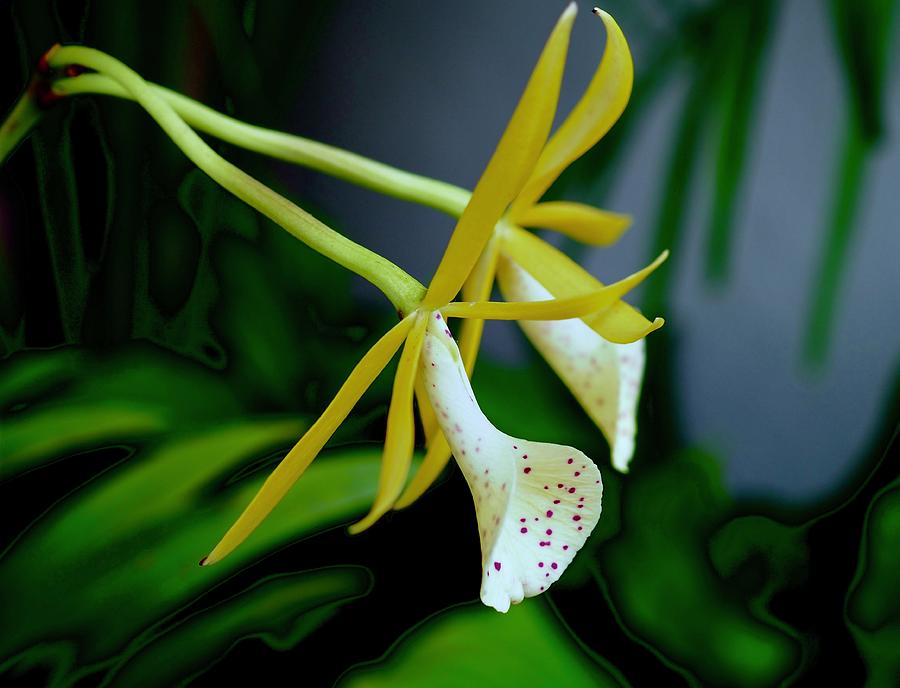 Orchid Gold Photograph by Alida M Haslett