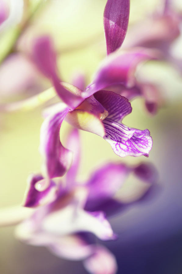 Orchid Grace Photograph by Jenny Rainbow