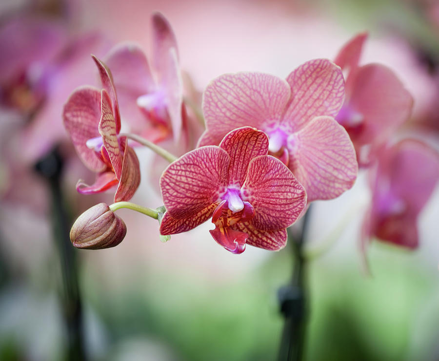 Orchid In A Garden Photograph by Ary6