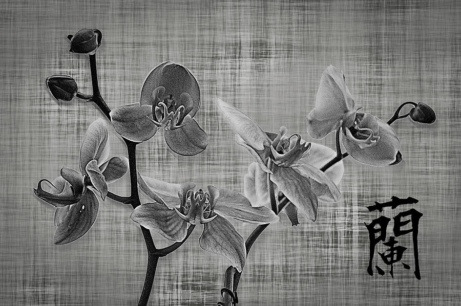 Orchid In Black And White Photograph