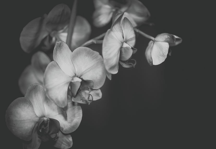 Orchid in Black and White Photograph by Lori Rowland
