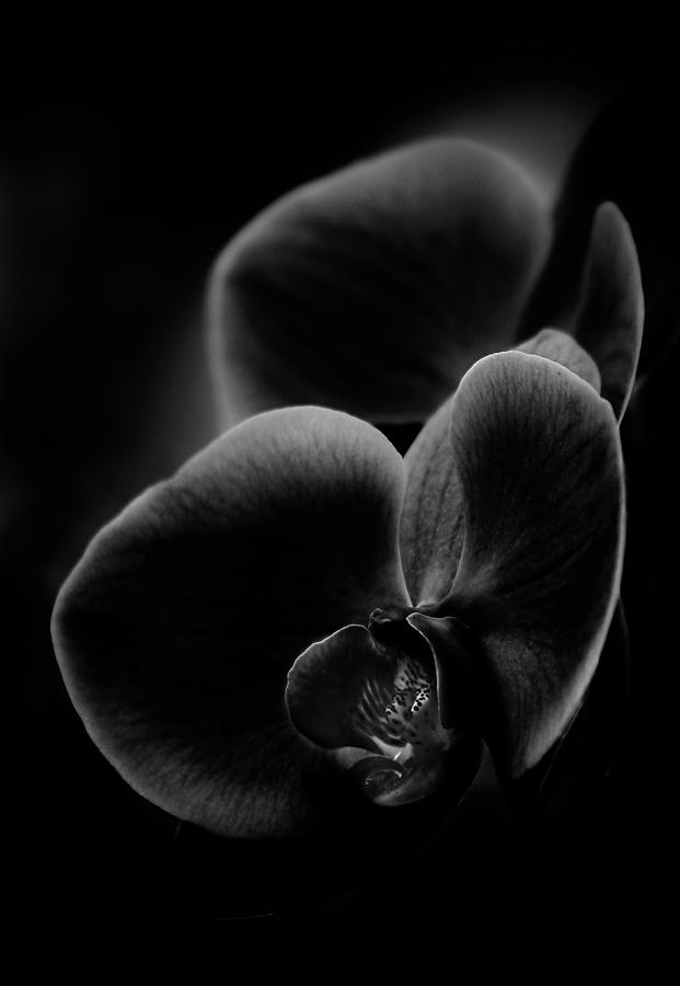 Orchid In Black And White Photograph by Photo By Alan Shapiro