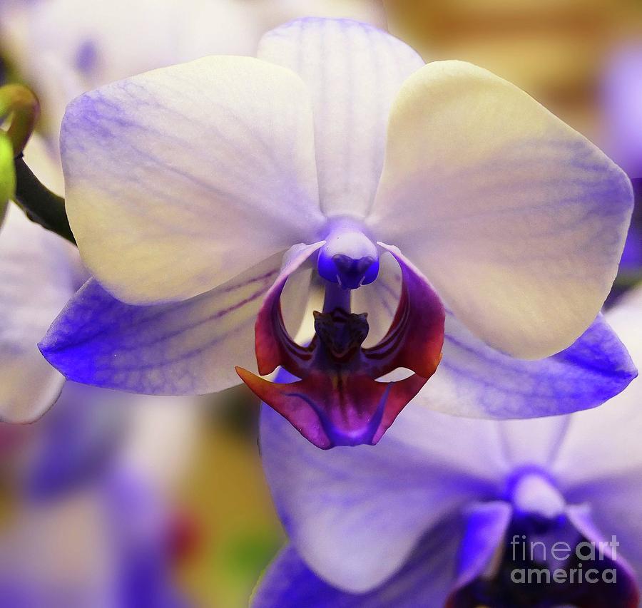 Orchid in Lavender Photograph by Cindy Manero