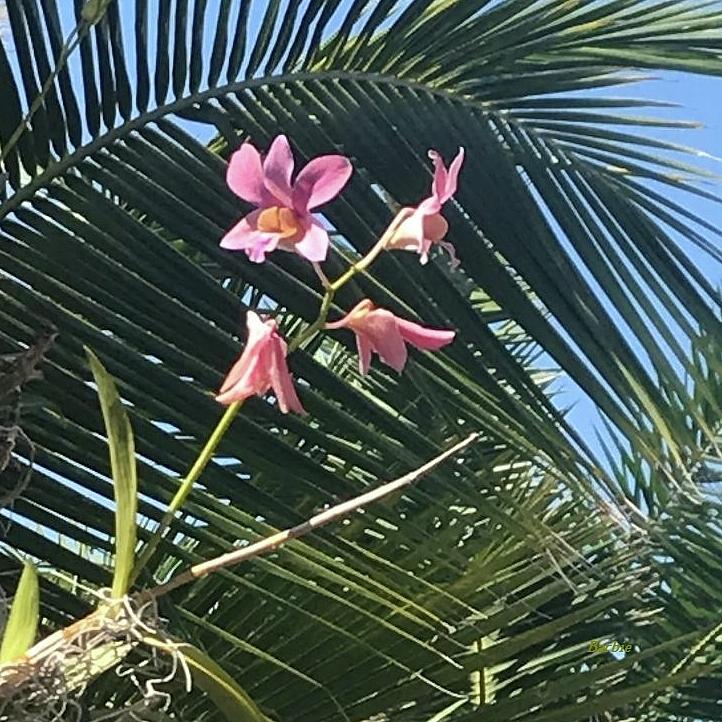 Orchid In The Palms Photograph