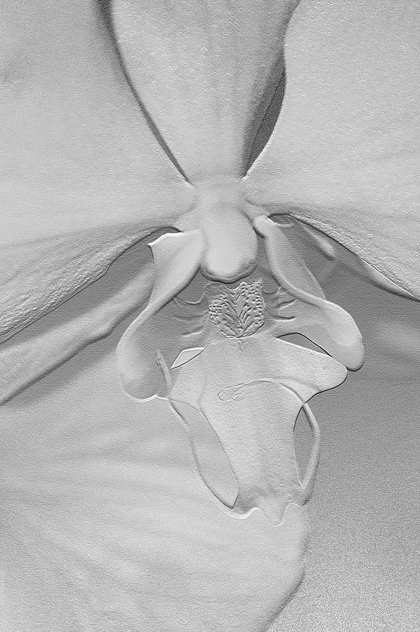 Orchid In White Photograph