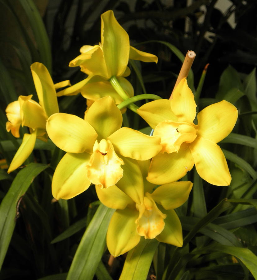 Orchid in Yellow by Barbara Keith Orchid in Yellow by Barbara Keith