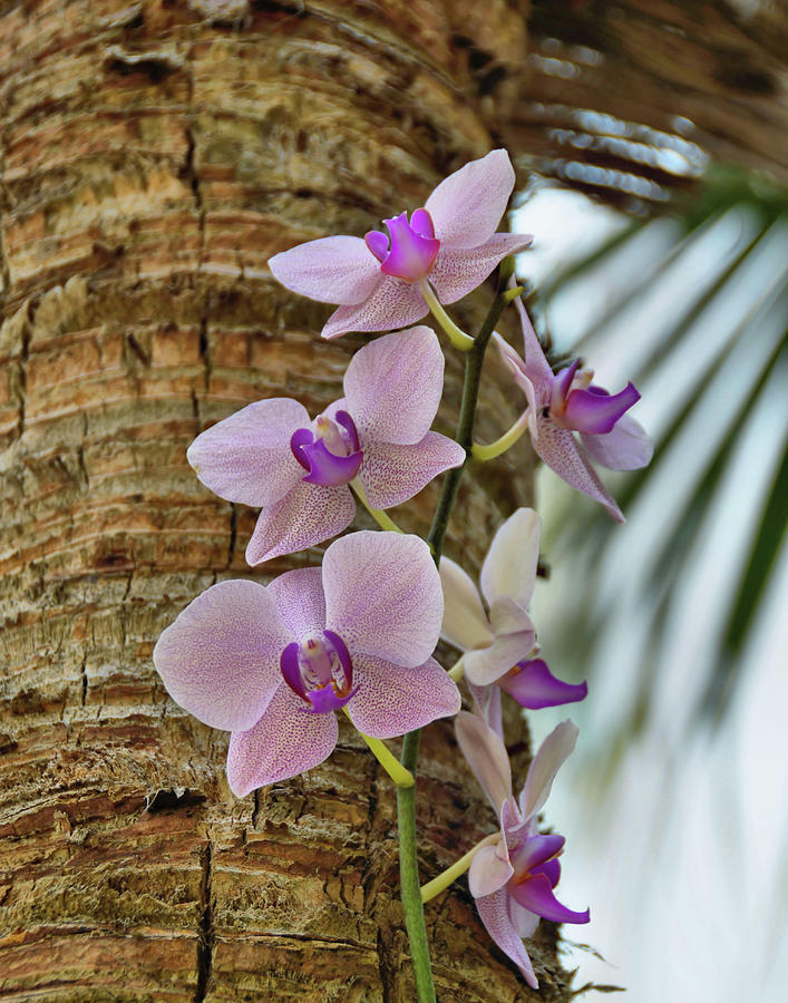 Orchid Photograph by JAMART Photography