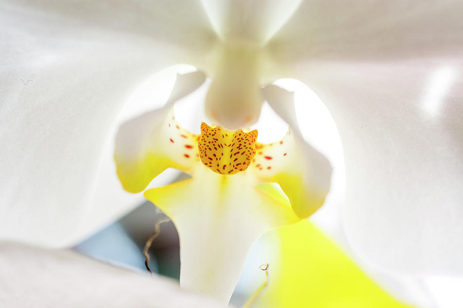 Orchid Photograph by Jay Binkly