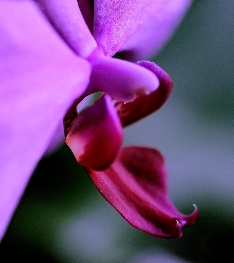 Orchid Jewel Digital Art by Sherry Hallemeier