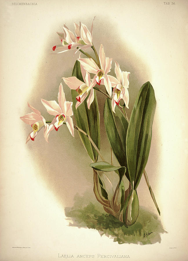 Sander Painting - Orchid, Laelia Anceps Percivaliana by Henry Frederick Conrad Sander Sander Painting - Orchid, Laelia Anceps Percivaliana by Henry Frederick Conrad Sander