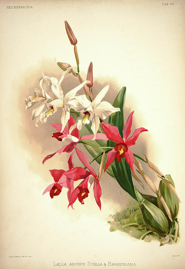 Sander Painting - Orchid, Laelia Anceps Stella, Barkeriana by Henry Frederick Conrad Sander Sander Painting - Orchid, Laelia Anceps Stella, Barkeriana by Henry Frederick Conrad Sander