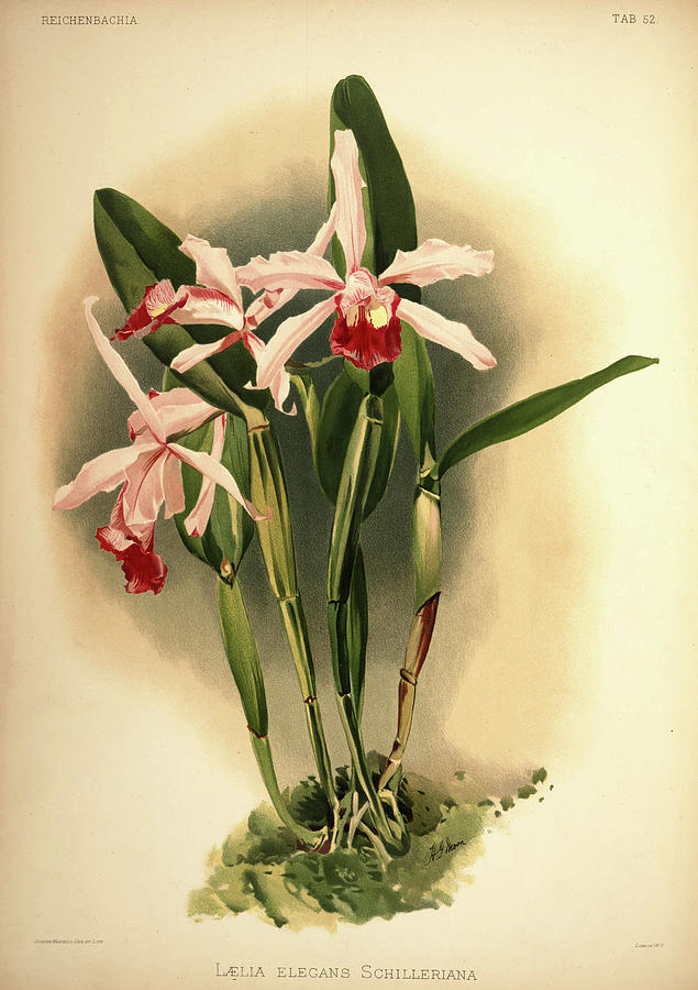 Sander Painting - Orchid, Laelia Elegans Schilleriana by Henry Frederick Conrad Sander Sander Painting - Orchid, Laelia Elegans Schilleriana by Henry Frederick Conrad Sander