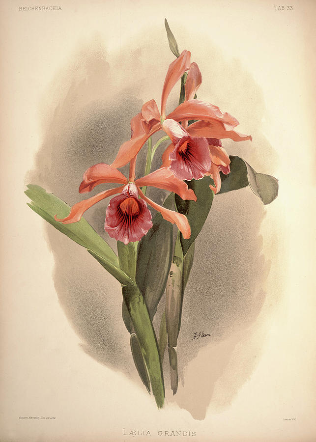 Orchid Painting - Orchid, Laelia Grandis by Henry Frederick Conrad Sander
