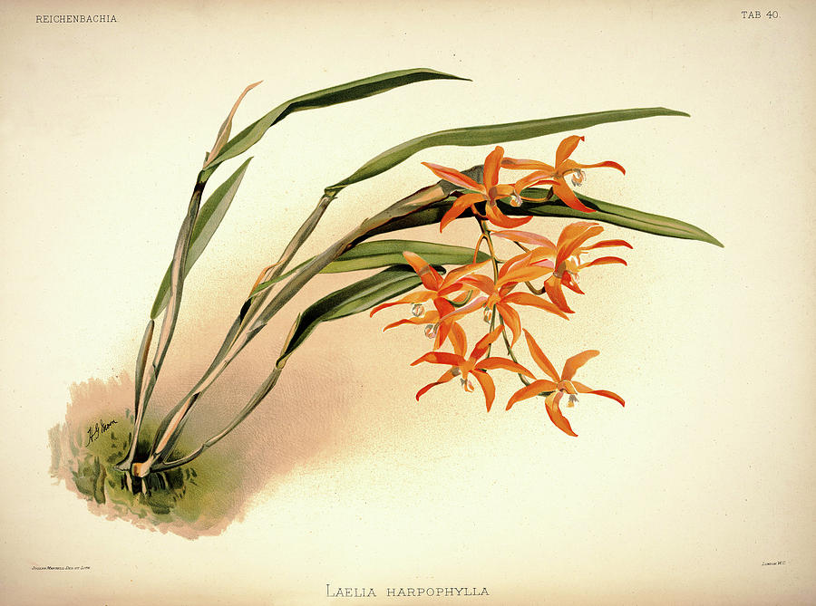 Orchid Painting - Orchid, Laelia Harpophylla by Henry Frederick Conrad Sander
