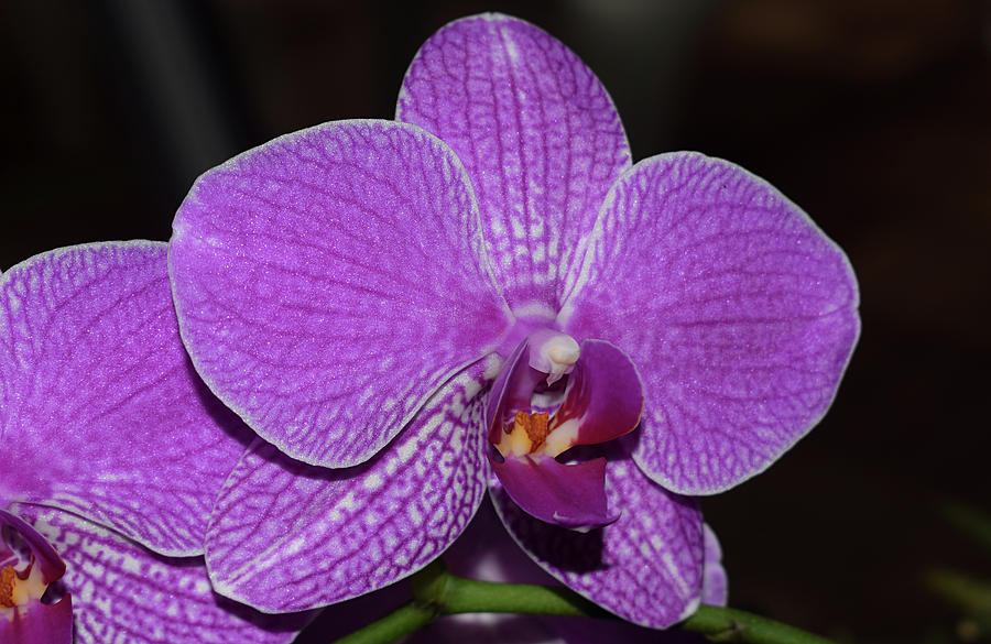 Orchid Photograph by Larah McElroy