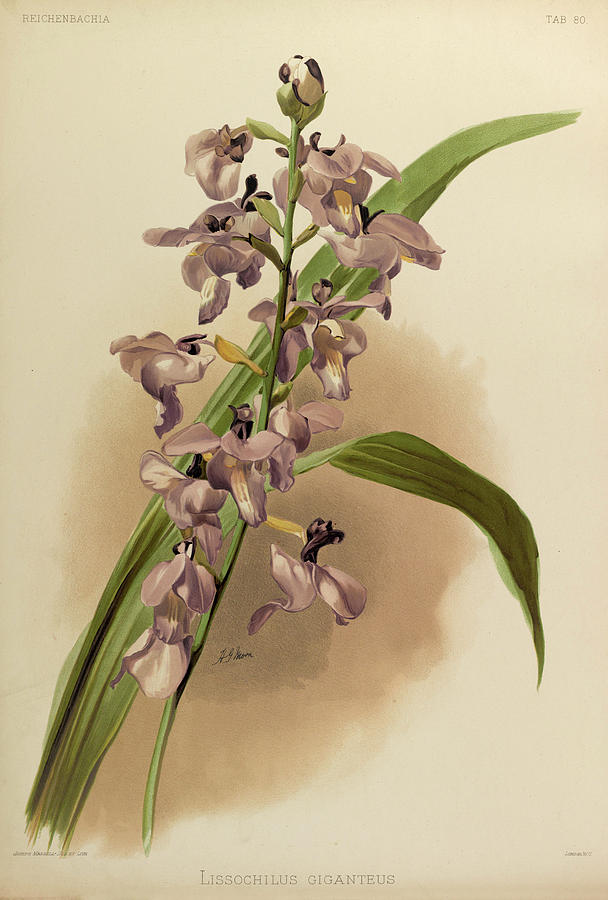 Sander Painting - Orchid, Lissochilus Giganteus by Henry Frederick Conrad Sander Sander Painting - Orchid, Lissochilus Giganteus by Henry Frederick Conrad Sander