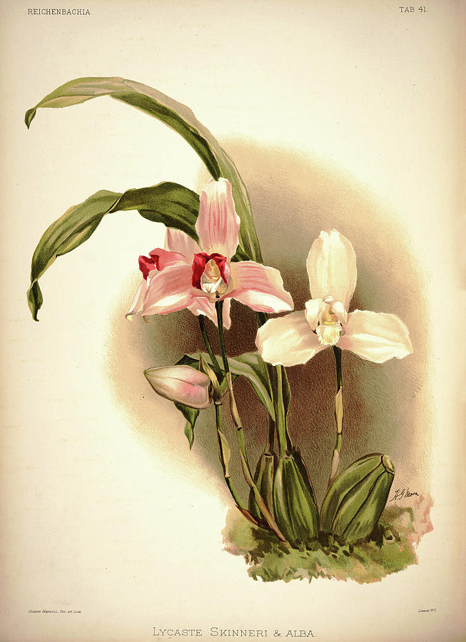 Sander Painting - Orchid, Lycaste Skinneri And Alba by Henry Frederick Conrad Sander Sander Painting - Orchid, Lycaste Skinneri And Alba by Henry Frederick Conrad Sander