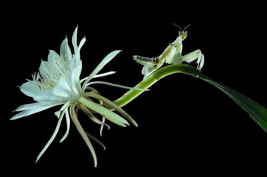 Orchid Mantis And Wijaya Kusuma Flower Photograph by Edy Pamungkas