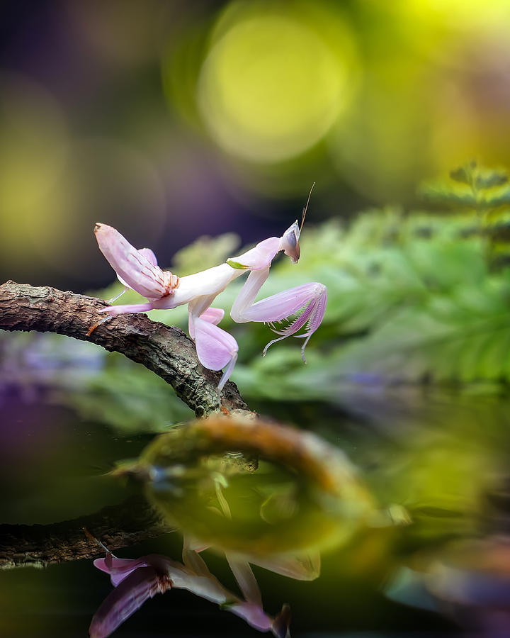 Orchid Mantis Photograph by Fauzan Maududdin