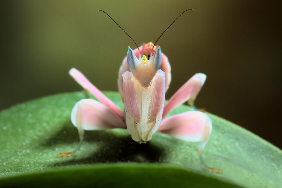 Orchid Mantis Photograph by Jimmy Hoffman