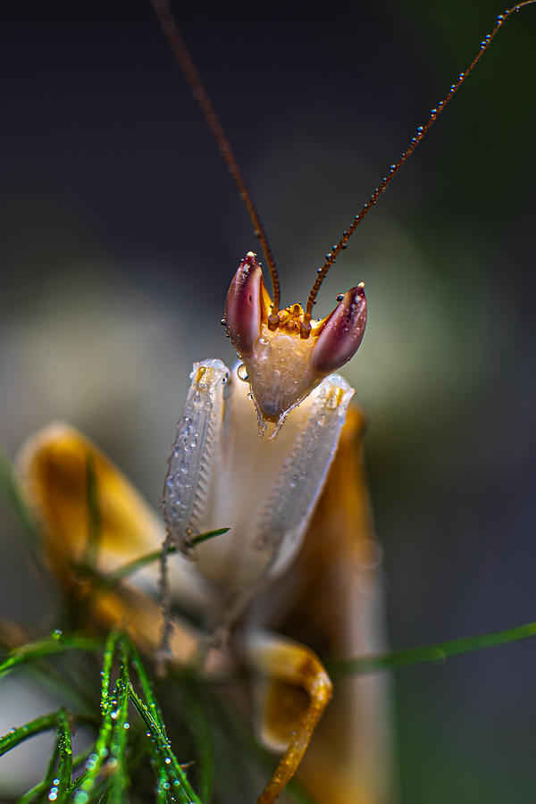 Orchid Mantis, Mature Male Photograph by Michael Pankratz